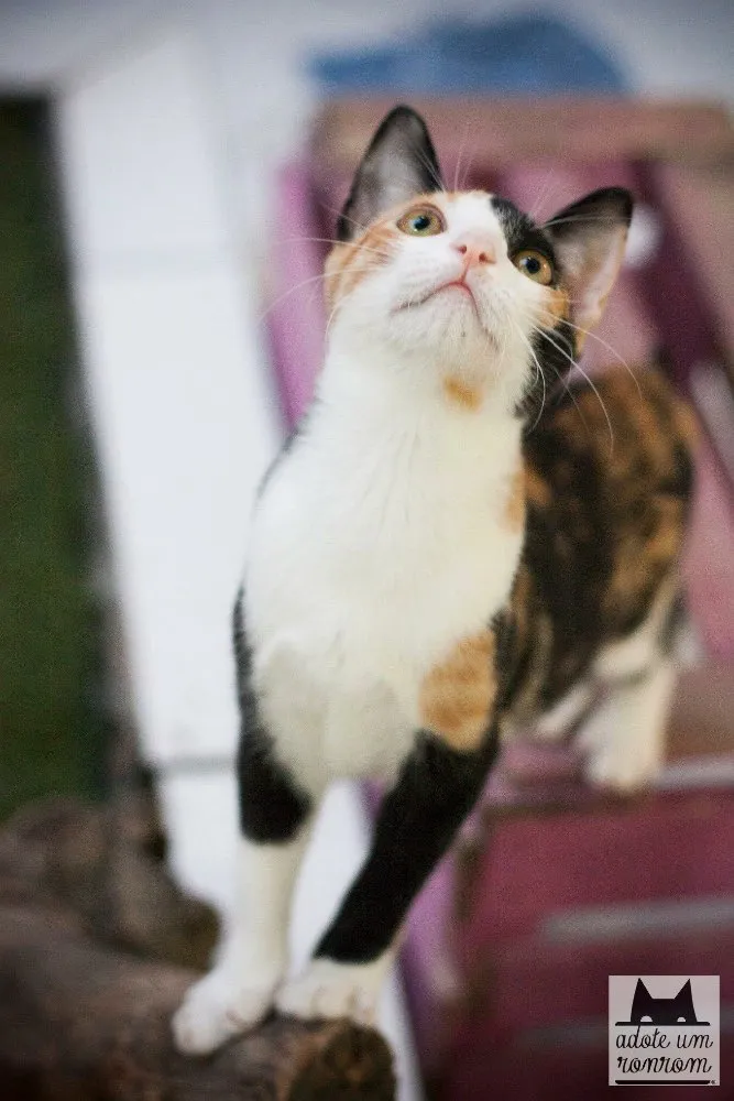 Gato ra a SRD idade 1 ano nome Cora