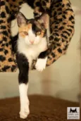 Cora