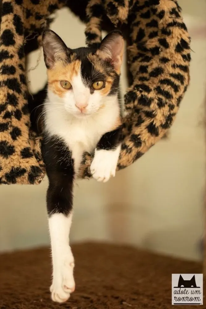 Gato ra a SRD idade 1 ano nome Cora