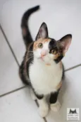 Cora