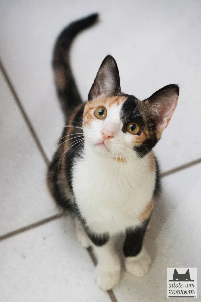 Gato ra a SRD idade 1 ano nome Cora