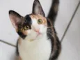 Cora