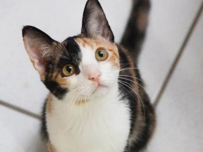 Gato ra a SRD idade 1 ano nome Cora