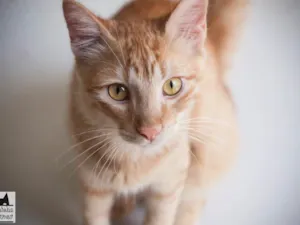 Gato raça SRD idade 1 ano nome Acerola