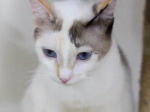 Gato raça SRD idade 2 anos nome Florinda 