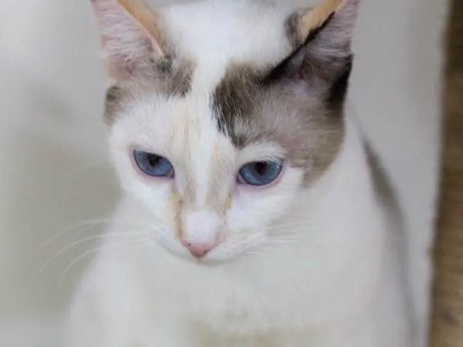 Gato ra a SRD idade 2 anos nome Florinda 