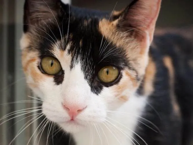 Gato ra a SRD idade 1 ano nome Coralina