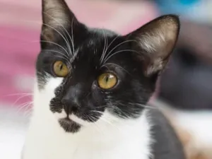 Gato raça SRD idade 7 a 11 meses nome Tobias 