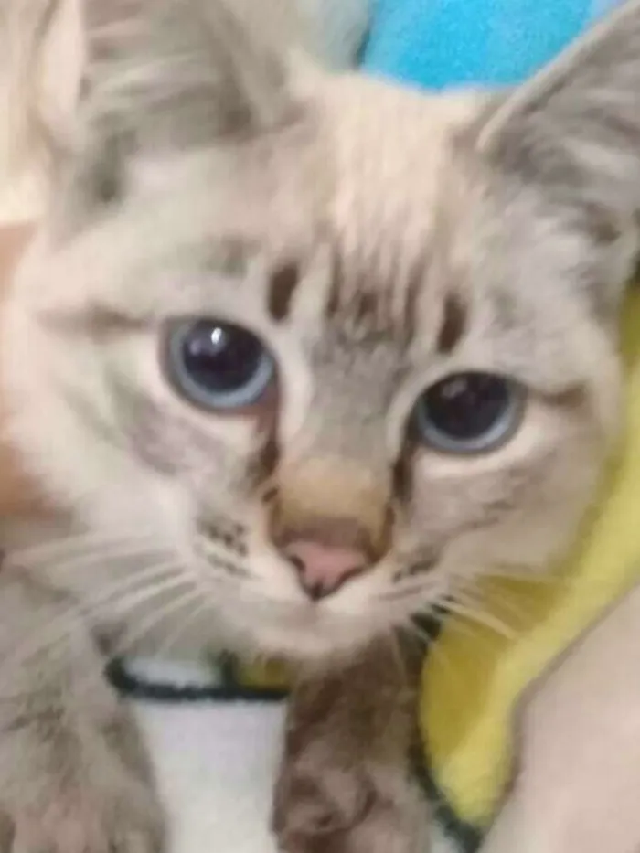Gato ra a  idade 2 a 6 meses nome Barbie