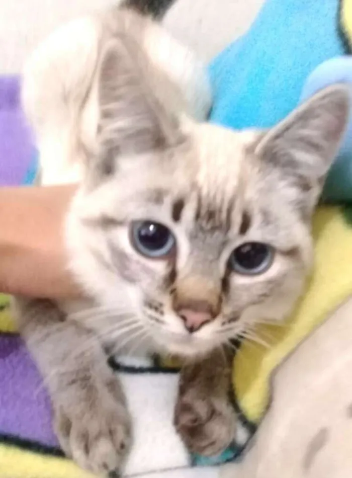 Gato ra a  idade 2 a 6 meses nome Barbie