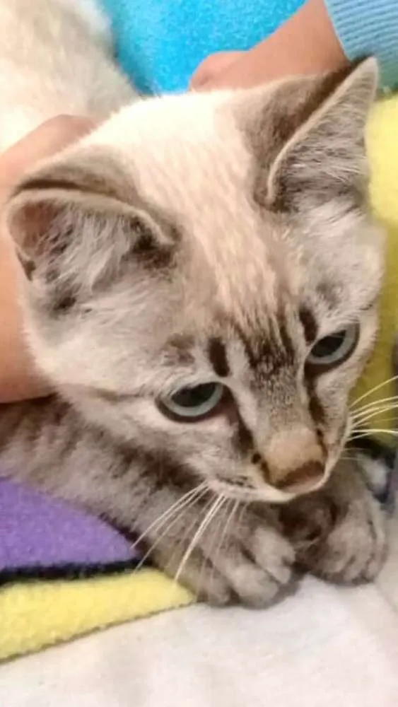 Gato ra a  idade 2 a 6 meses nome Barbie