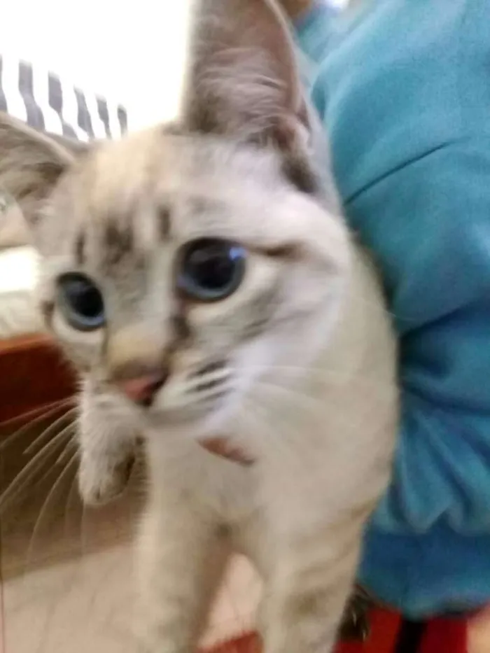 Gato ra a  idade 2 a 6 meses nome Barbie