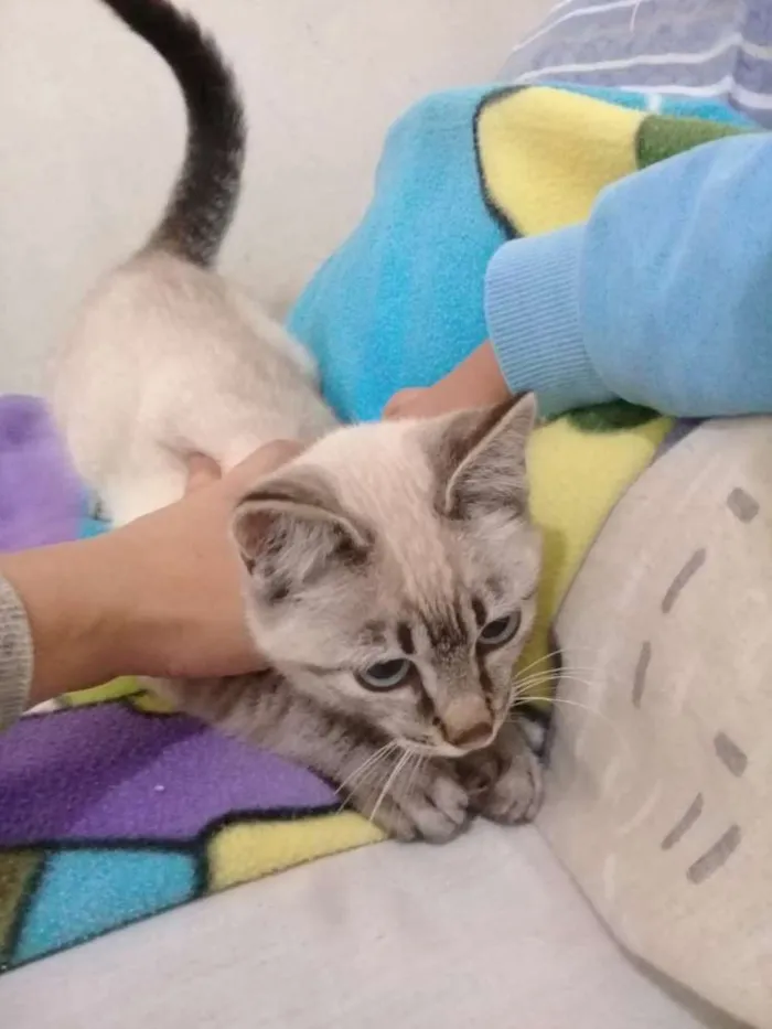 Gato ra a  idade 2 a 6 meses nome Barbie