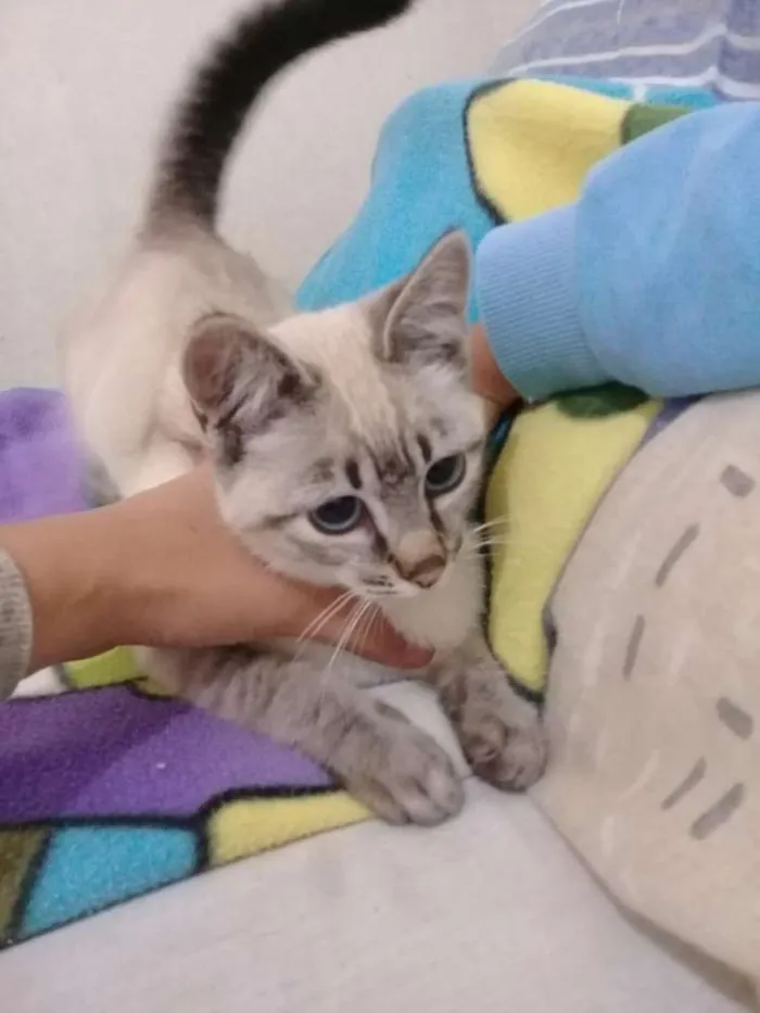 Gato ra a  idade 2 a 6 meses nome Barbie