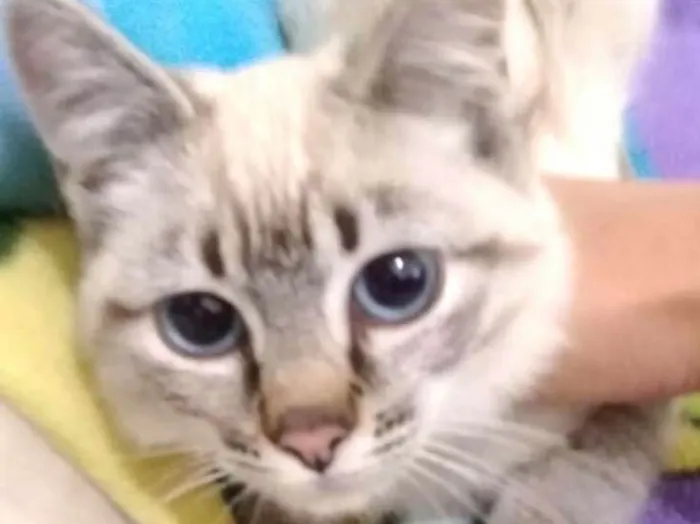 Gato ra a  idade 2 a 6 meses nome Barbie