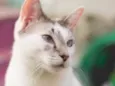 Kurt
