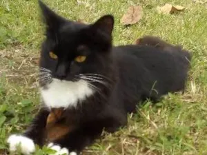 Gato raça srd idade 2 a 6 meses nome bubu