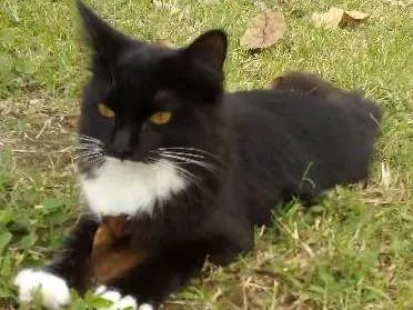 Gato ra a srd idade 2 a 6 meses nome bubu