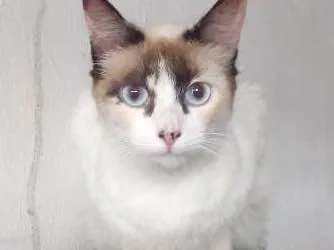 Gato ra a srd idade 2 a 6 meses nome dorinha