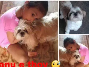 Cachorro raça Shitzu idade 7 a 11 meses nome Thoy