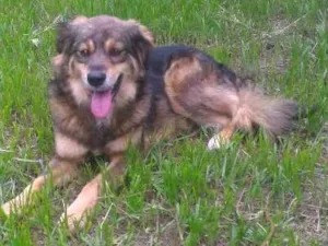 Cachorro raça SRD idade 2 anos nome Lina