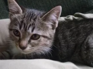 Gato raça srd idade  nome Mariana