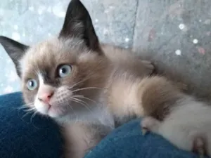 Gato raça srd idade 2 a 6 meses nome Luísa