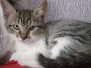 Gato raça srd idade 2 a 6 meses nome Gege