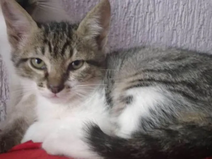 Gato ra a srd idade 2 a 6 meses nome Gege