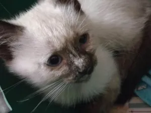 Gato raça srd idade 2 a 6 meses nome Felícia
