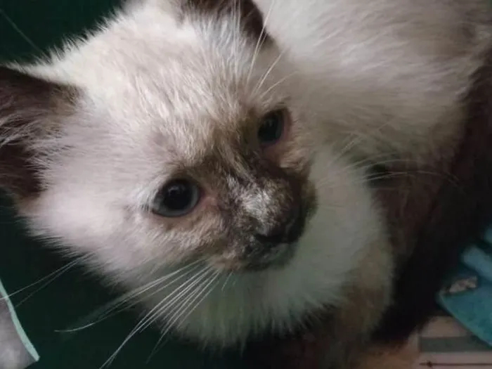 Gato ra a srd idade 2 a 6 meses nome Felícia