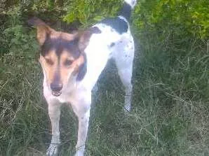 Cachorro raça SRD idade 3 anos nome Romeu