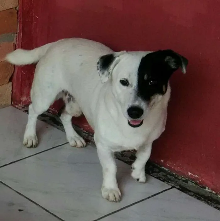 Cachorro ra a MISTA idade 1 ano nome LOGAN