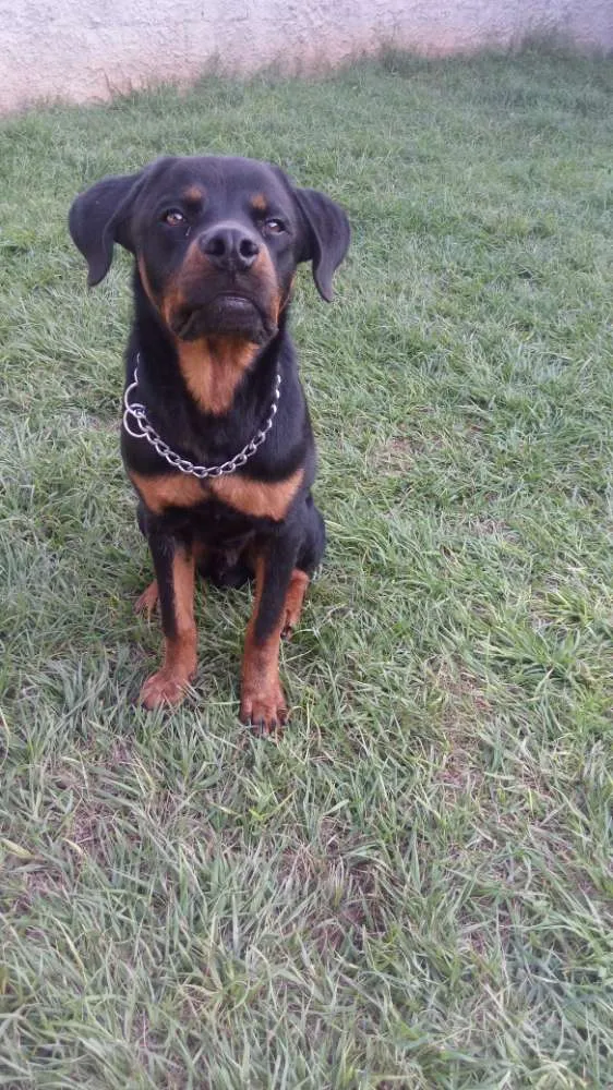 Cachorro ra a Rottweleir idade 1 ano nome Petrus