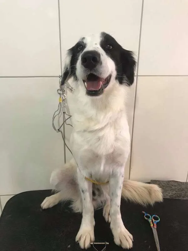 Cachorro ra a SRD idade 2 anos nome CATIORO