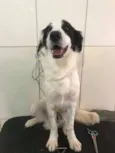 CATIORO