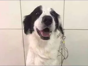 Cachorro raça SRD idade 2 anos nome CATIORO
