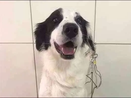Cachorro ra a SRD idade 2 anos nome CATIORO