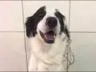 Cachorro raça SRD idade 2 anos nome CATIORO