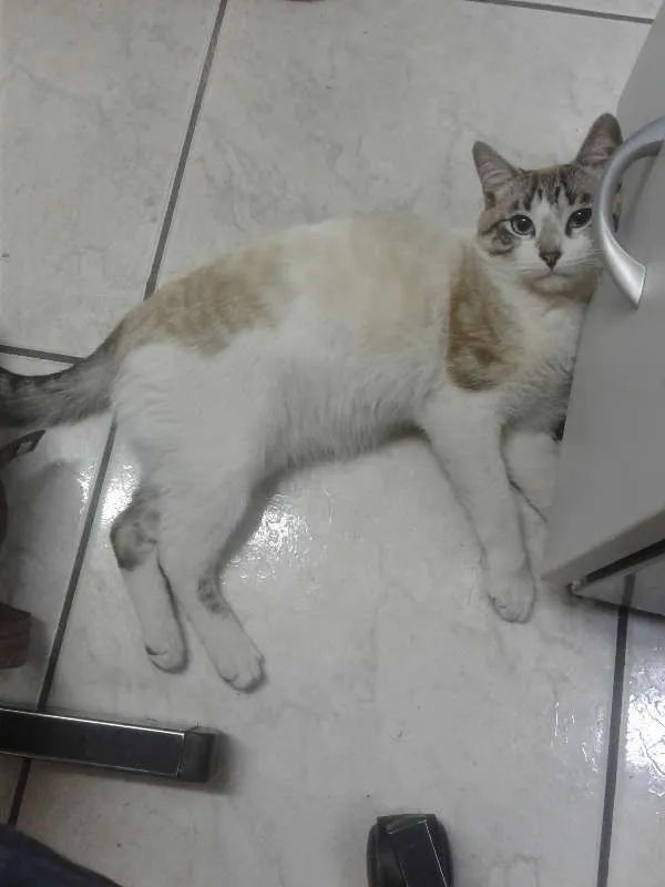Gato raça SRD idade 2 a 6 meses nome Chip