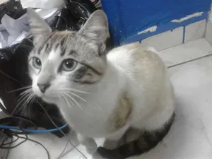 Gato raça SRD idade 2 a 6 meses nome Chip