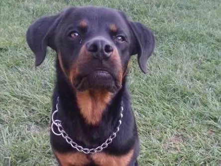 Cachorro ra a Rottweleir idade 1 ano nome Petrus