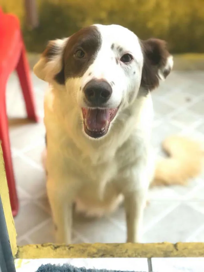 Cachorro ra a  idade 2 anos nome Zeca