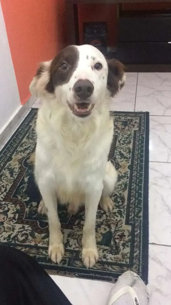 Cachorro ra a  idade 2 anos nome Zeca