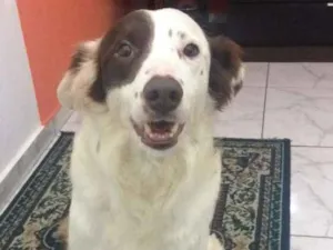 Cachorro raça  idade 2 anos nome Zeca