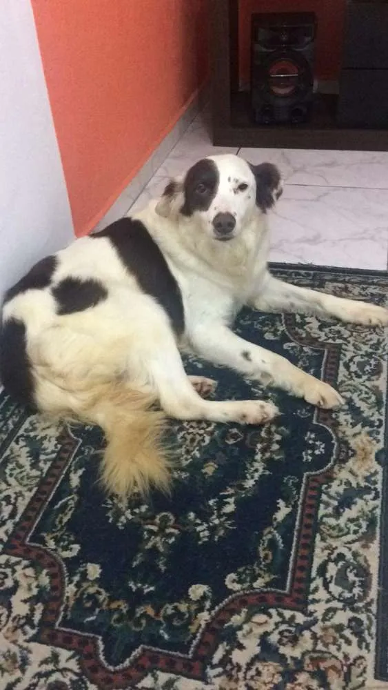 Cachorro ra a  idade 2 anos nome Zeca