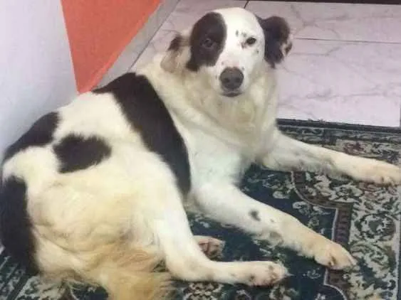 Cachorro ra a  idade 2 anos nome Zeca