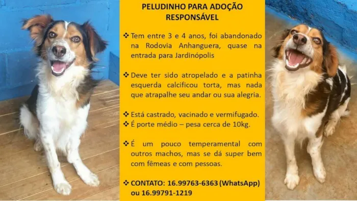 Cachorro ra a SRD idade 3 anos nome Peludinho