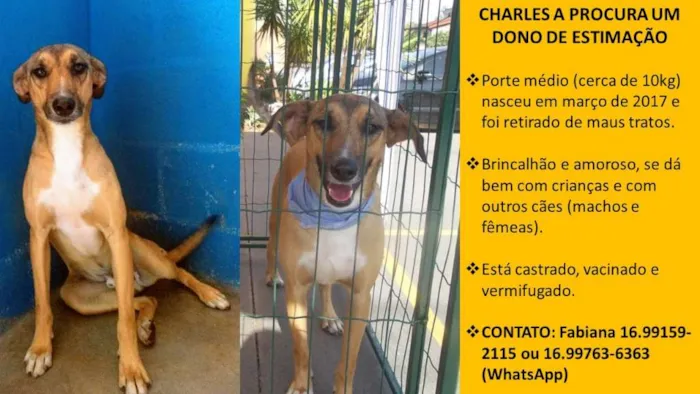 Cachorro ra a SRD idade 1 ano nome Charles
