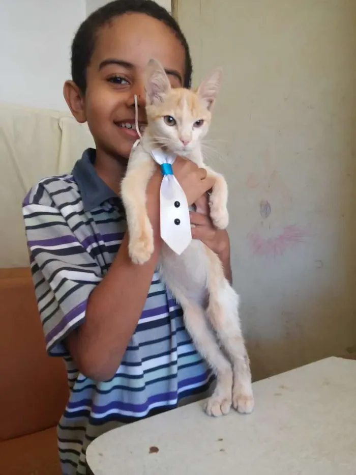 Gato ra a SRD idade 2 a 6 meses nome Miguelzinho